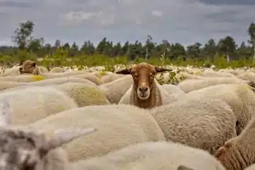 مطلوب شريك ممول في مشروع تربية غنم نجدي (مشروع مضمون)