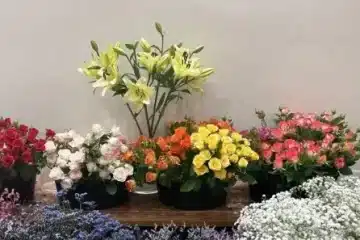 ورد طبيعي