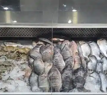 ثلاجة عرض أسماك الباشا