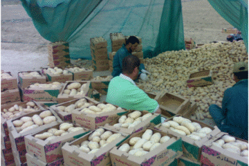 شريك في مشروع زراعي